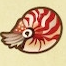 動森 海洋生物 鸚鵡螺