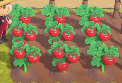 動森農作物及蔬菜：番茄