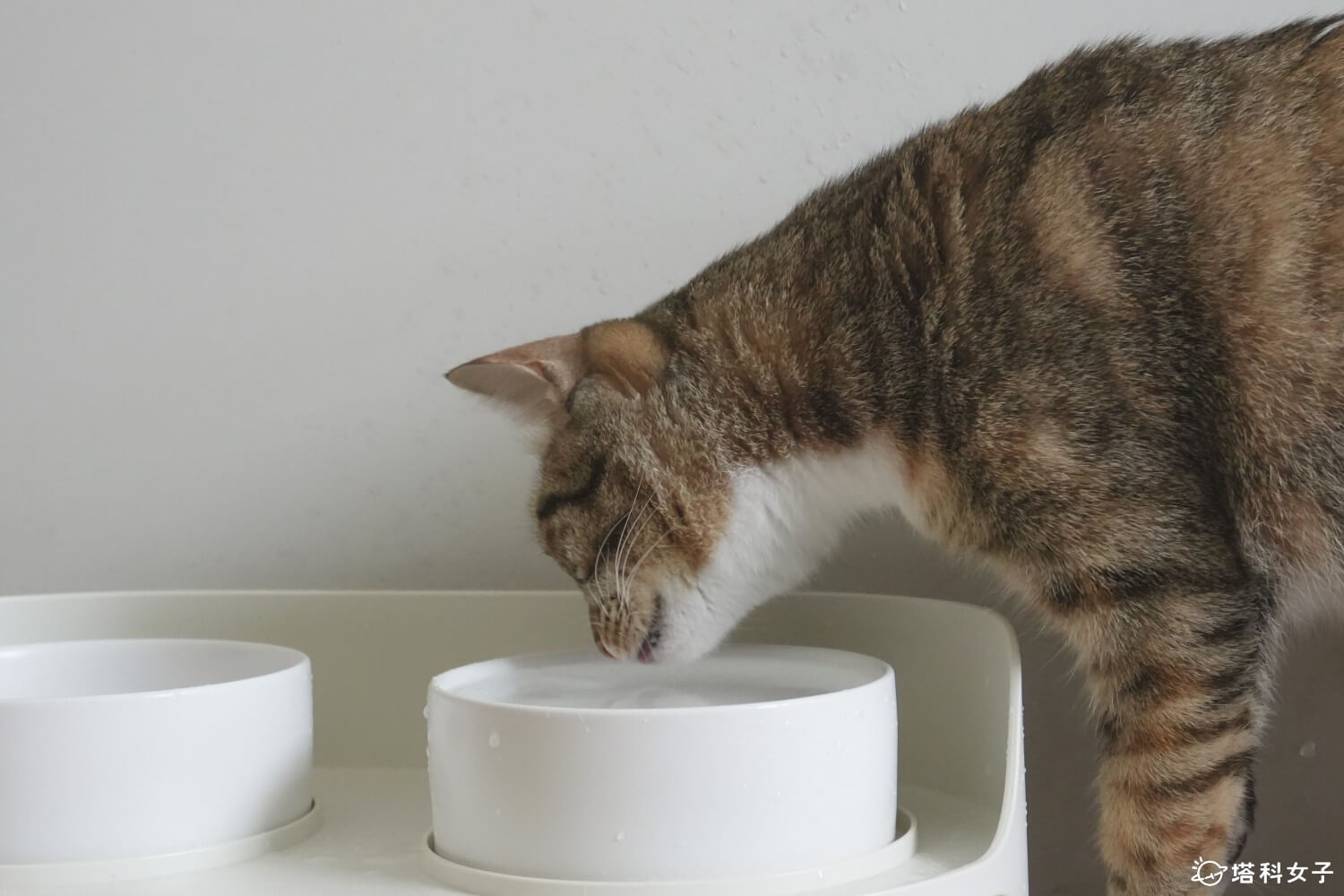飛利浦瞬熱式RO淨飲機開箱：貓咪飲用水