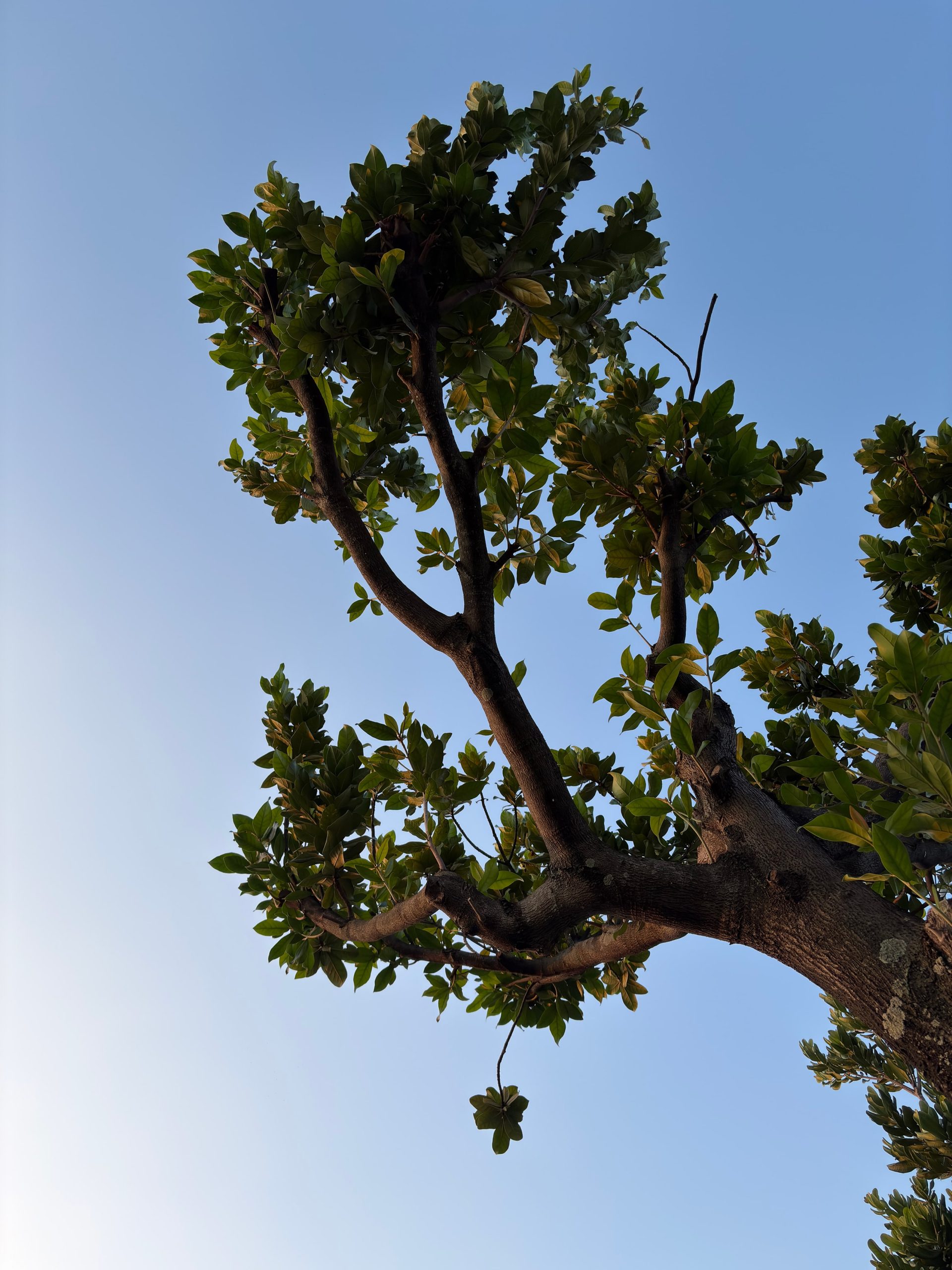 iPhone 17 系列 imos 藍寶石鏡頭貼：高透成像